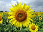 close up of sunflower in a field of sunflowers with a blue sky and clouds